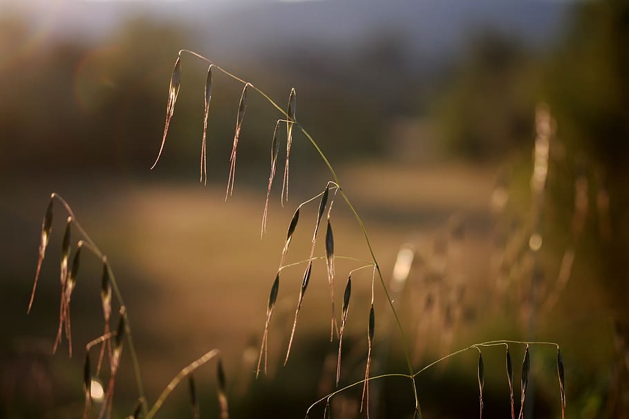 sunset, plants, shine, camp, field, light, natural, focus on foreground HD wallpaper