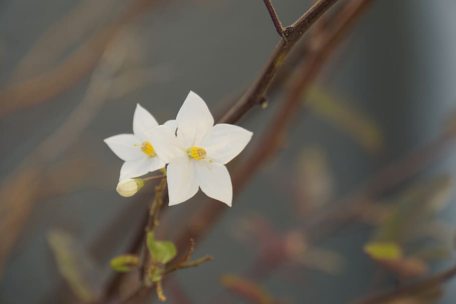 blossom, bloom, yasmin, white, blütenzauber, nature, in the autumn, HD wallpaper