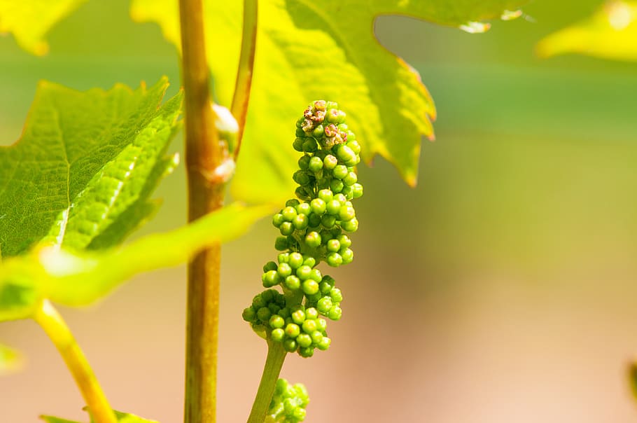 wine, grapevine, winegrowing, fruit, macro, fruity, berries HD wallpaper