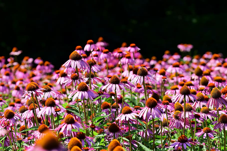 echinacea, summer, field, flowers, garden, purple, bloom, flowering plant HD wallpaper