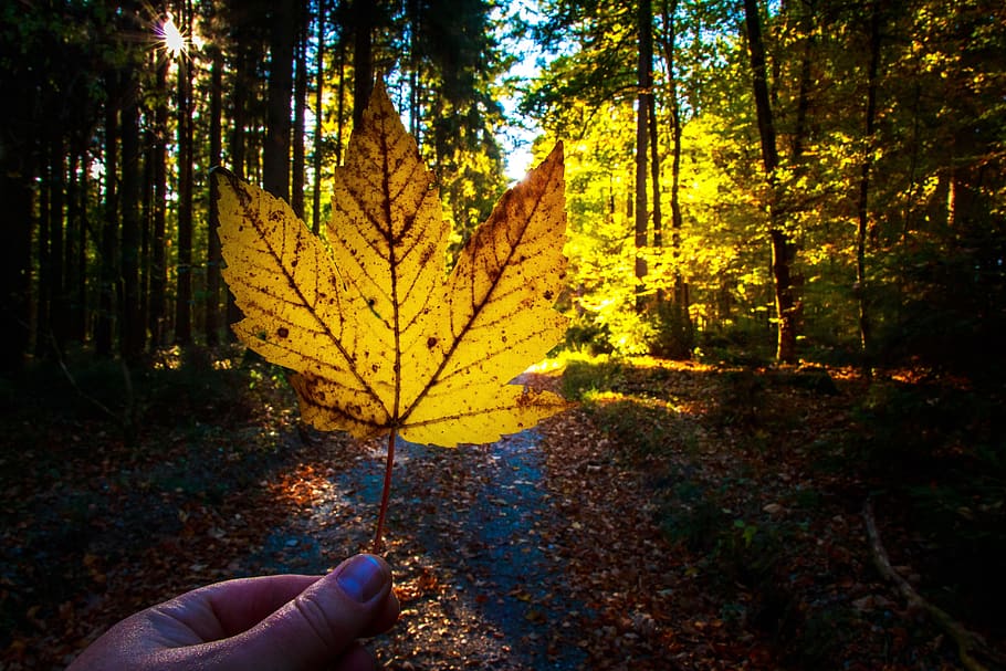 autumn, fall foliage, forest, walk, colorful, of course, bright, HD wallpaper