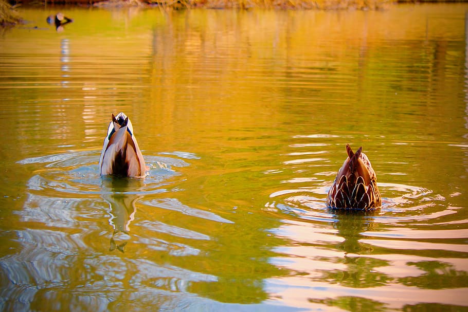 ducks, diving, pond, reflection, ripple, waterfowls, avian HD wallpaper