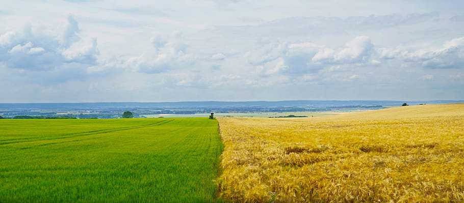 germany, kleinwelsbach, grain, corn, landscape, sustainability HD wallpaper