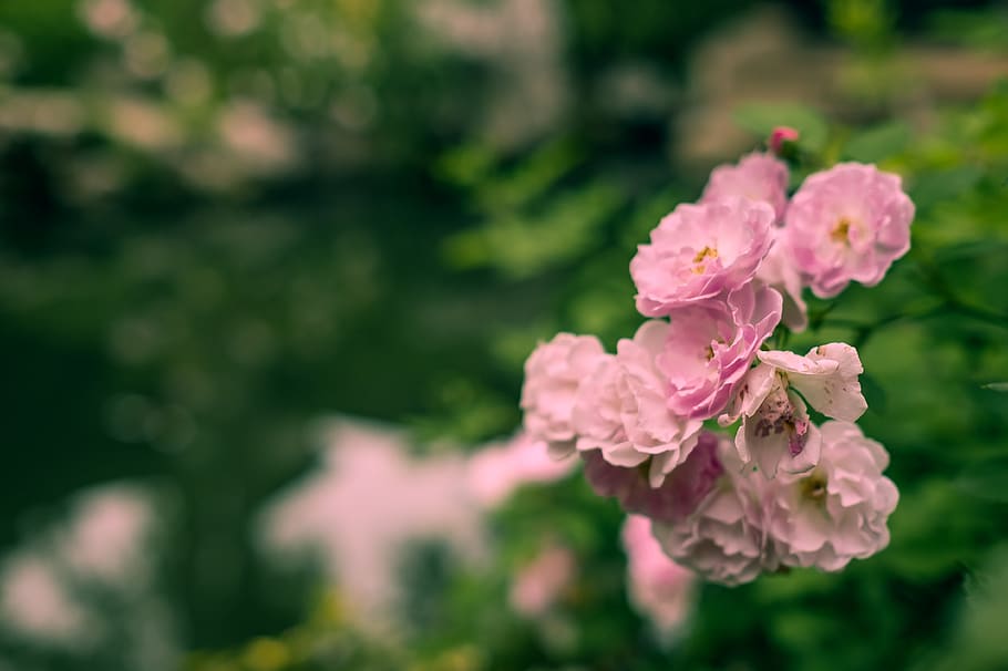 flower, flowering plant, freshness, beauty in nature, pink color HD wallpaper