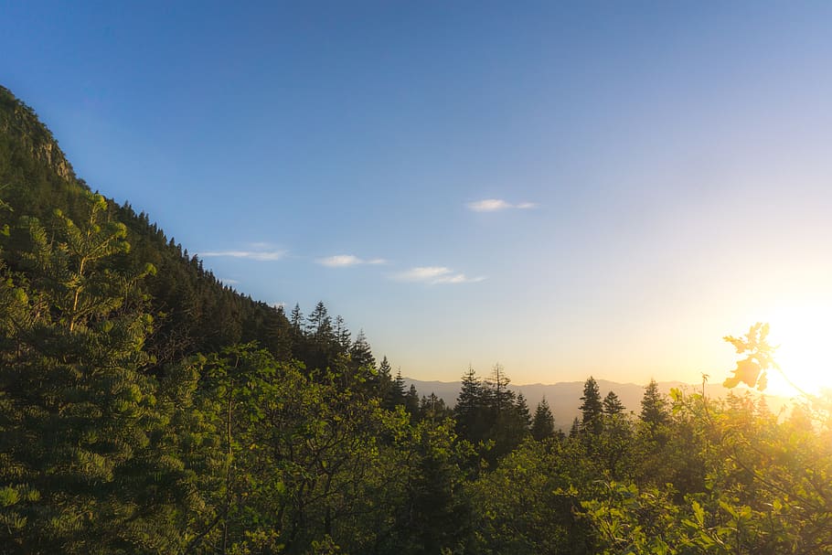 trees, forest, pines, sunset, summer, hiking, hike, utah, mountains HD wallpaper