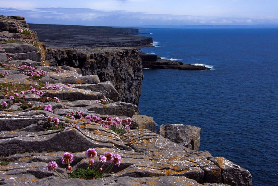 ireland, aran islands, cliffs, sea, flowers, water, rock, rock - object, HD wallpaper