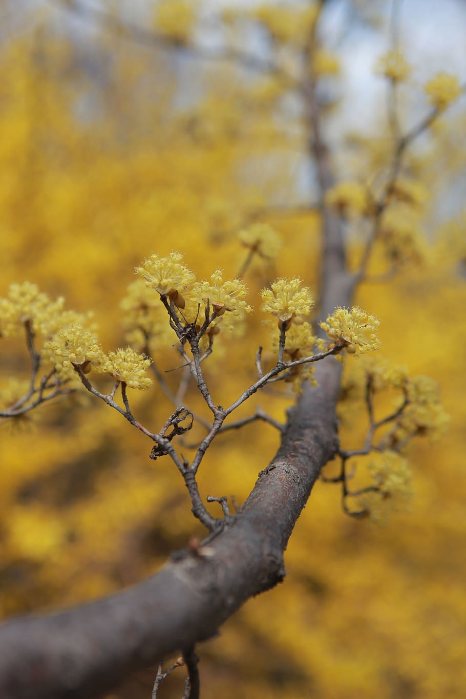 cornus, flowers, wood, spring, spring flowers, yellow, yellow flower HD wallpaper
