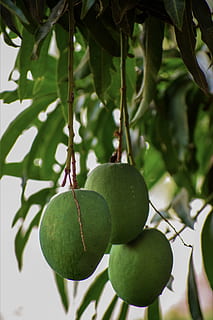 india, mysuru, mango, fruit, healthy eating, food, food and drink HD wallpaper