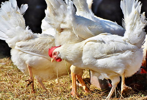 chicken, hen, poultry, rump, range, livestock, bird, comb, bill HD wallpaper