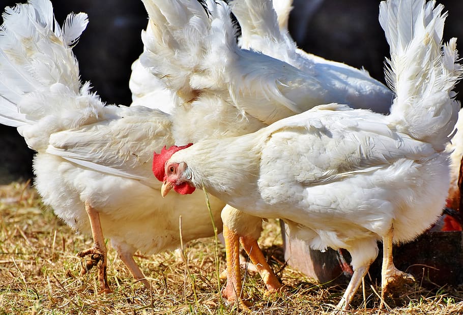 chicken, hen, poultry, rump, range, livestock, bird, comb, bill HD wallpaper