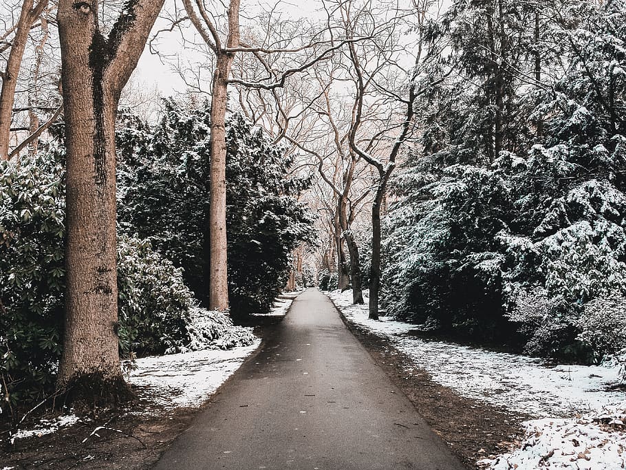 trees, winter, snow, way, light, cold, leaves, nature, landscape HD wallpaper