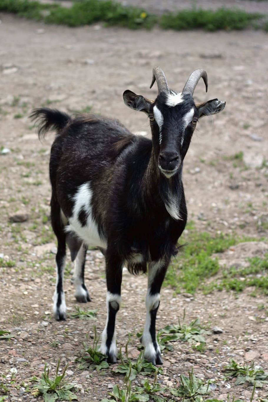 goat, goatee, head, hoof, horned, livestock, mammal, nature HD wallpaper