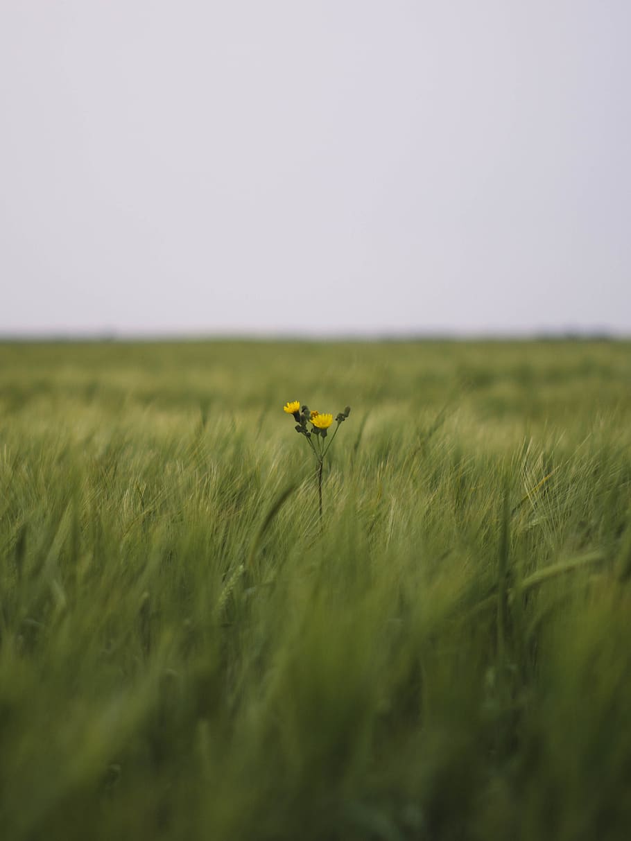 canada, saskatchewan, sky, field, canola, plant, landscape HD wallpaper