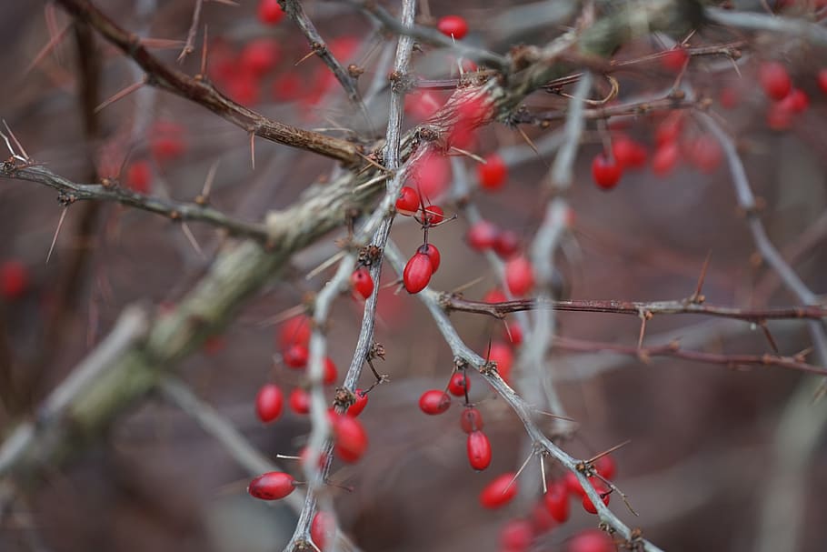 winter, red, fruit, food, berry fruit, healthy eating, food and drink HD wallpaper