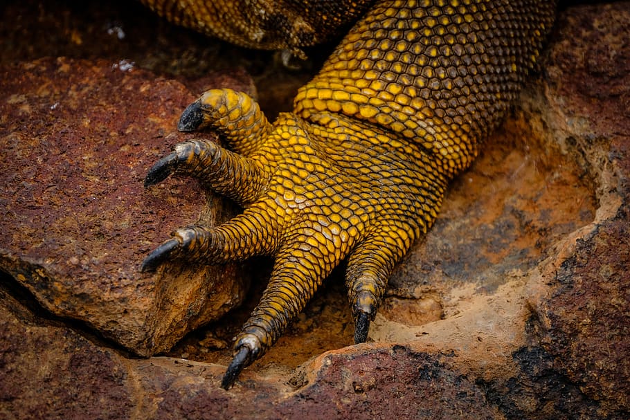 animal, reptile, lizard, hook, claw, wildlife, salamander, amphibian HD wallpaper