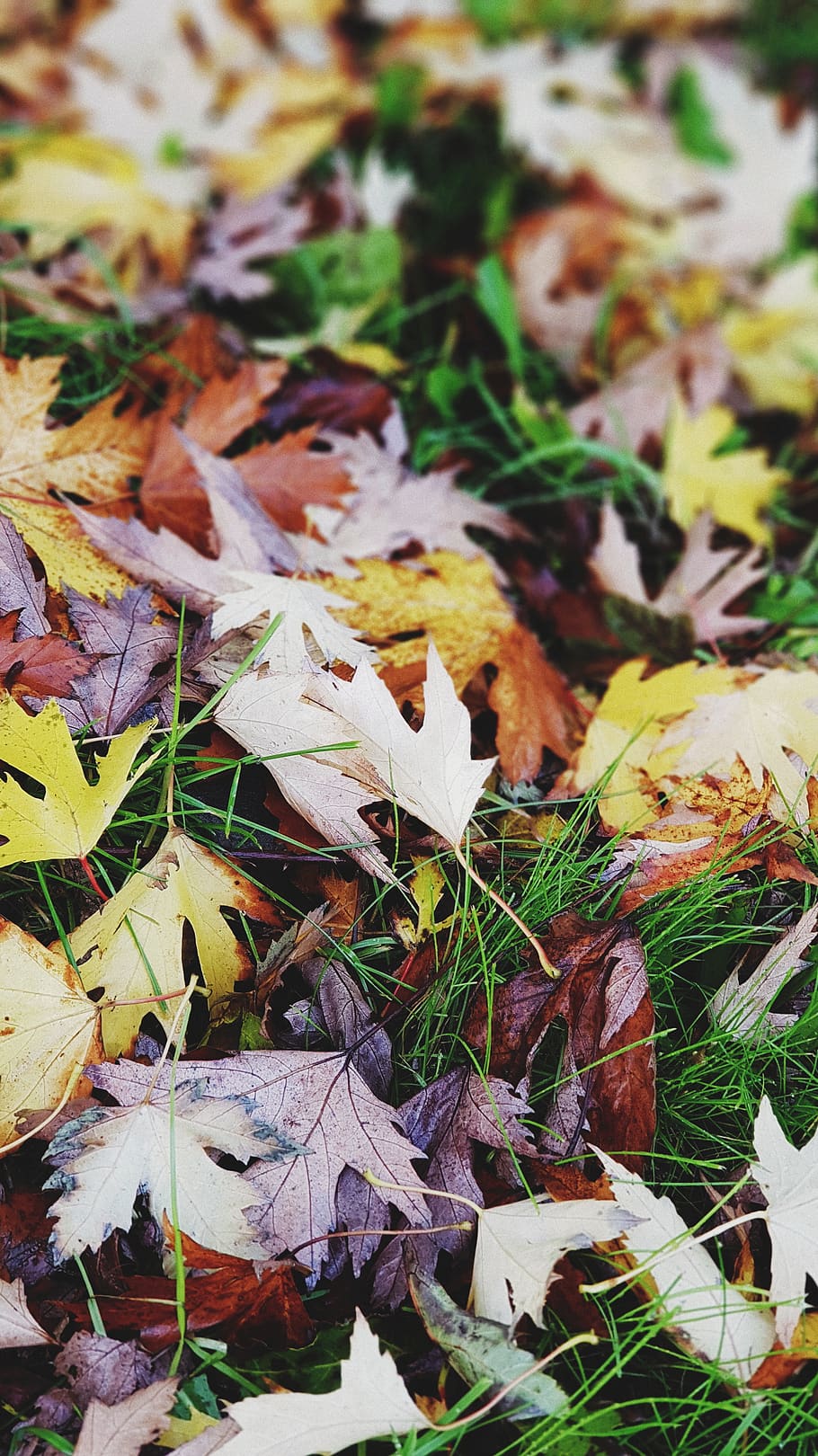 leaf, plant part, autumn, change, dry, leaves, nature, no people HD wallpaper