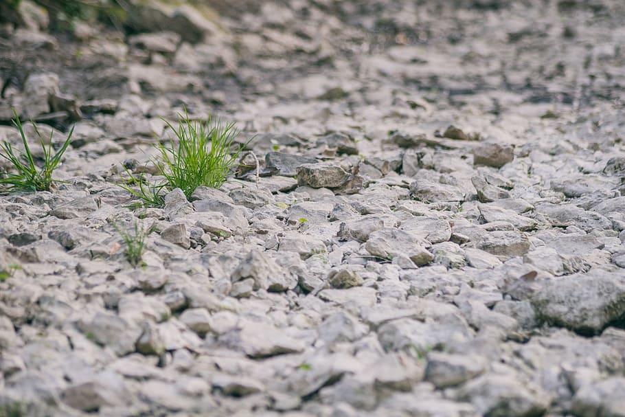 germany, ilshofen, crushed rock, dry, grass, path, stones, selective focus HD wallpaper