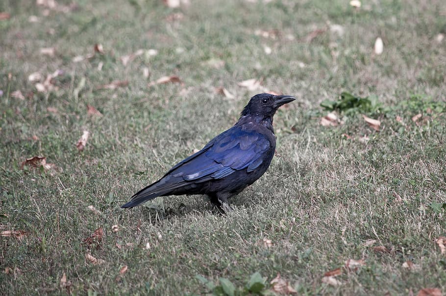 bird, raven, crow, grass, genus corvus, songbird, sparrow bird HD wallpaper