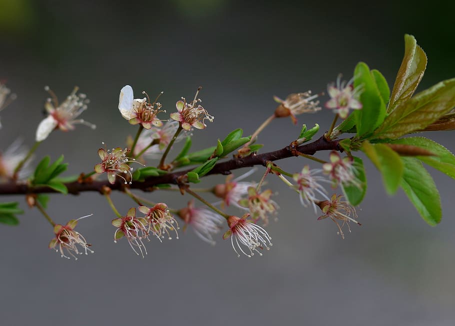 flowers, withered, casey, arbor, spring, plant, nature, coloring HD wallpaper