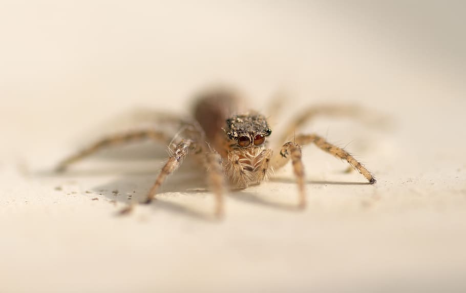 brown spider on white wall, animal, arachnid, invertebrate, garden spider HD wallpaper