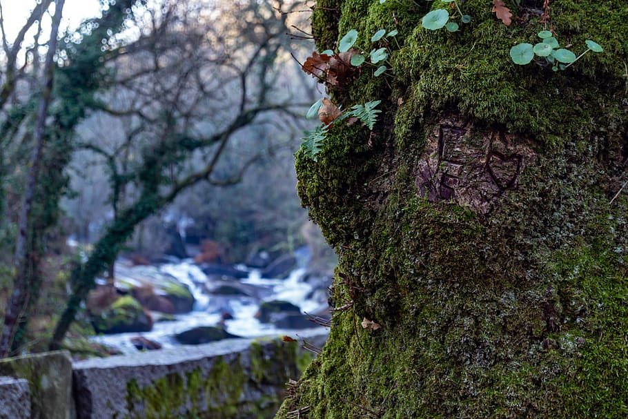 tree, river, nature, landscape, brook, green, plant, moss, growth HD wallpaper