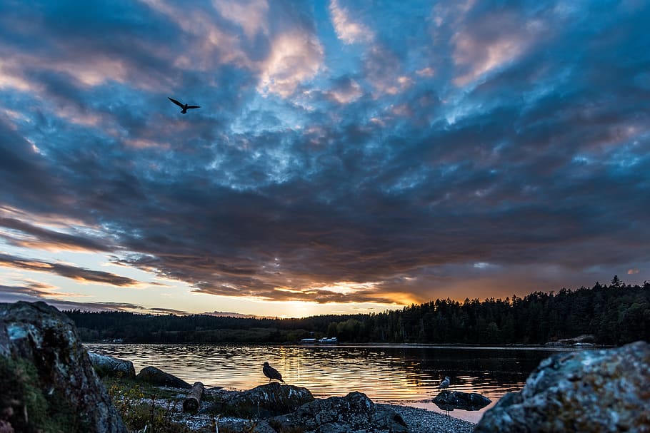 sunset, birds, sanctuary, ocean, bay, clouds, flying, forest HD wallpaper