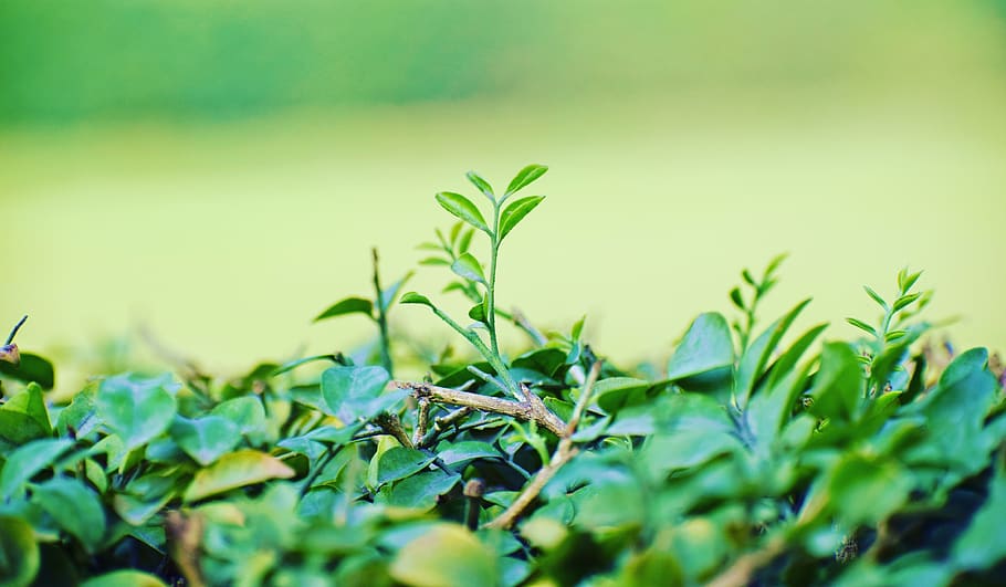 leaves, green, leaf, nature, plant, spring, green color, plant part HD wallpaper