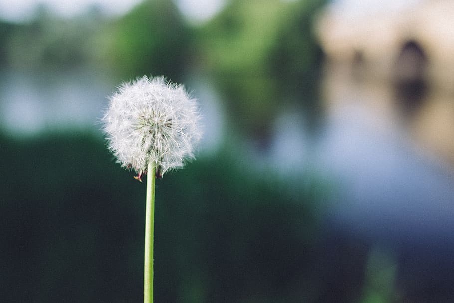 Photo of Dandelion at Daytime, bloom, blossom, flora, flower HD wallpaper