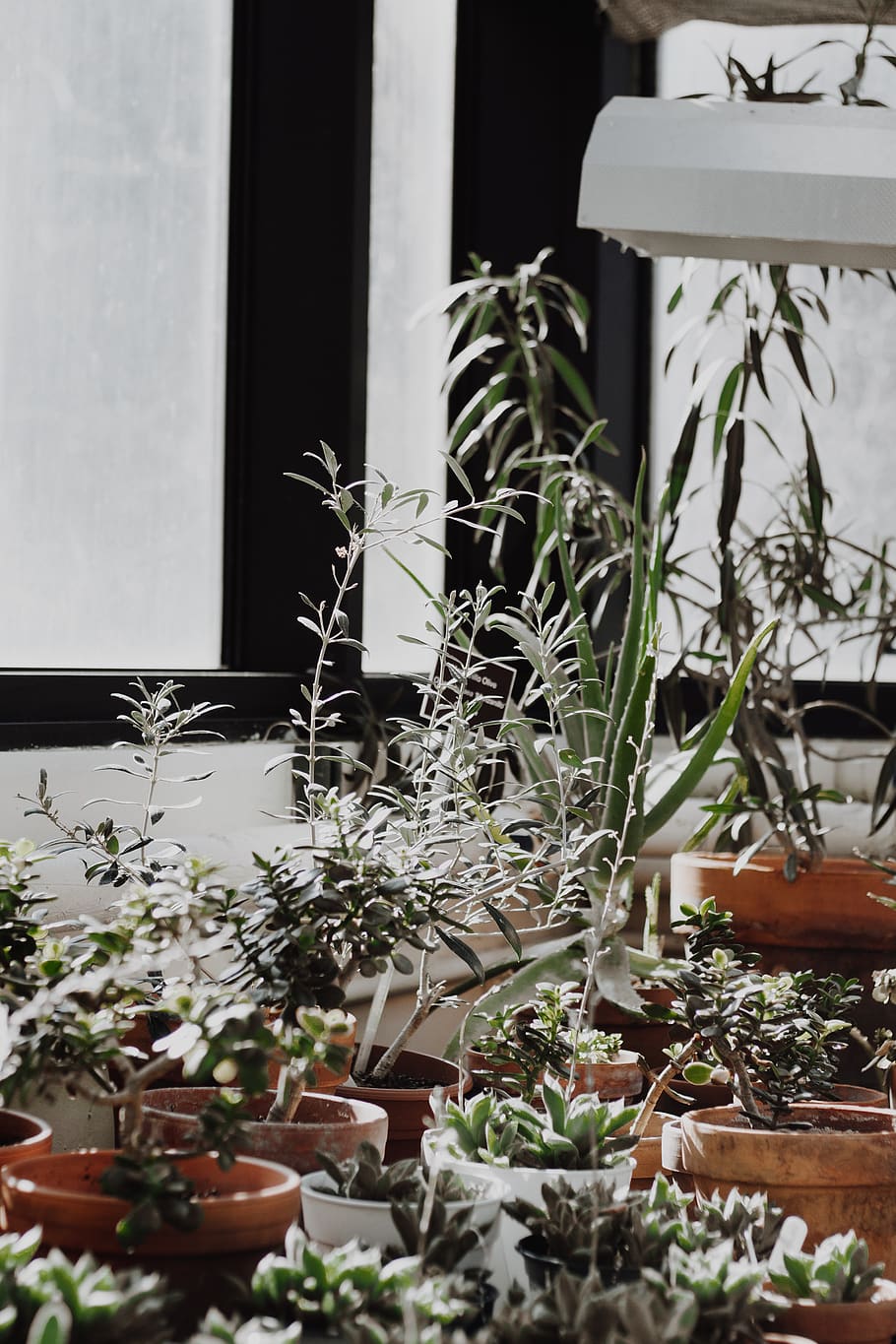 plants on brown pot, potted plant, growth, no people, window HD wallpaper
