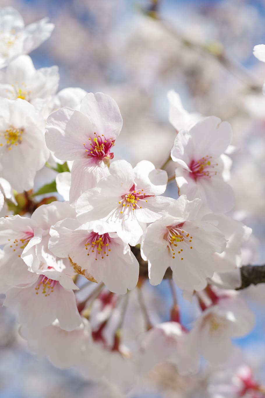 cherry blossoms, sakura, flowers, pink, spring, natural, wood HD wallpaper