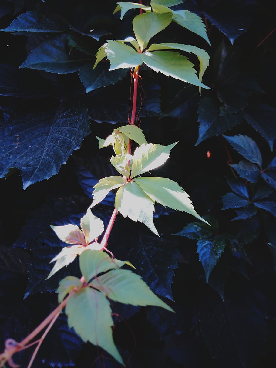 green, green bean, leaf, plant part, growth, beauty in nature HD wallpaper