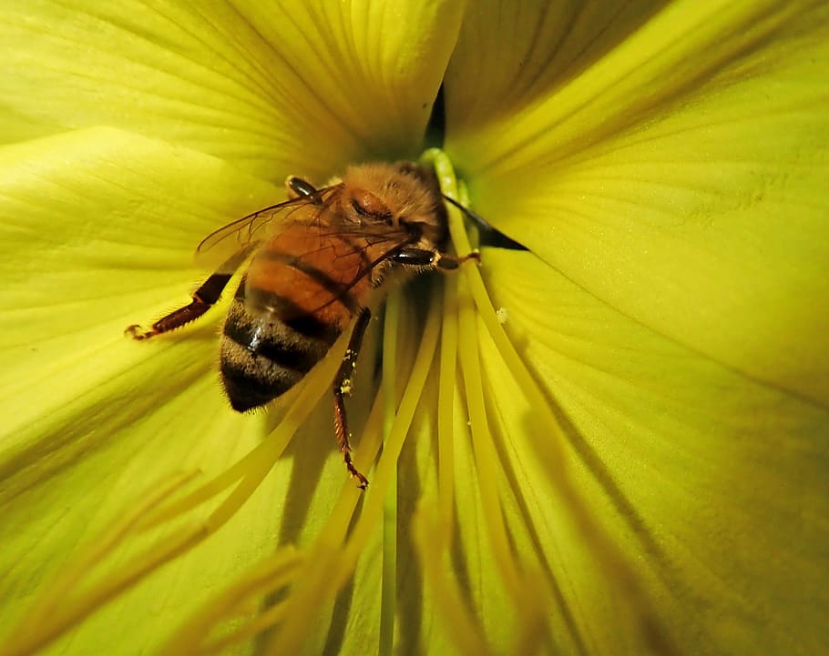 bee, insect, flower, pollen, evening primrose, garden, nature HD wallpaper