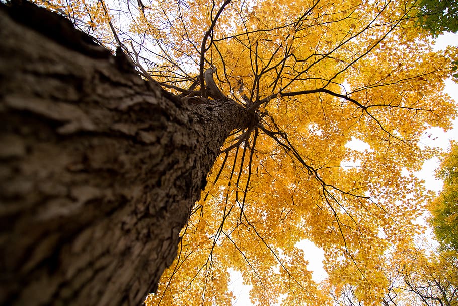 montreal, canada, mont-royal, tree, autumn, plant, change, low angle view, HD wallpaper