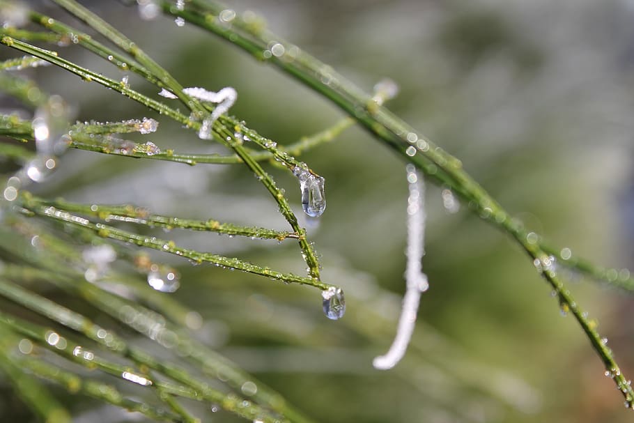 frosted, ice, nature, drip, eiskristalle, cold, wintry, frozen HD wallpaper