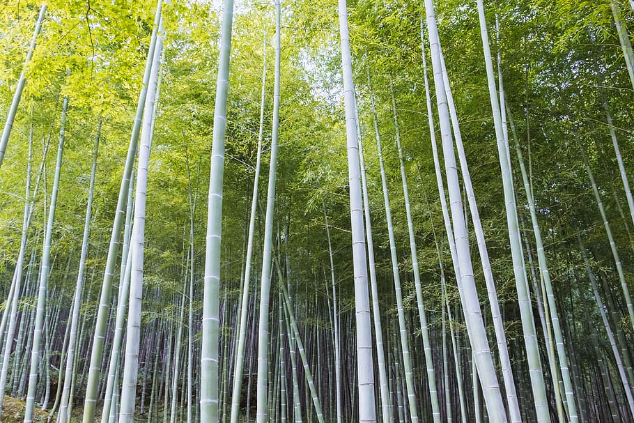 japan, kyoto, arashiyama, trees, nature, forest, bamboo, plant
