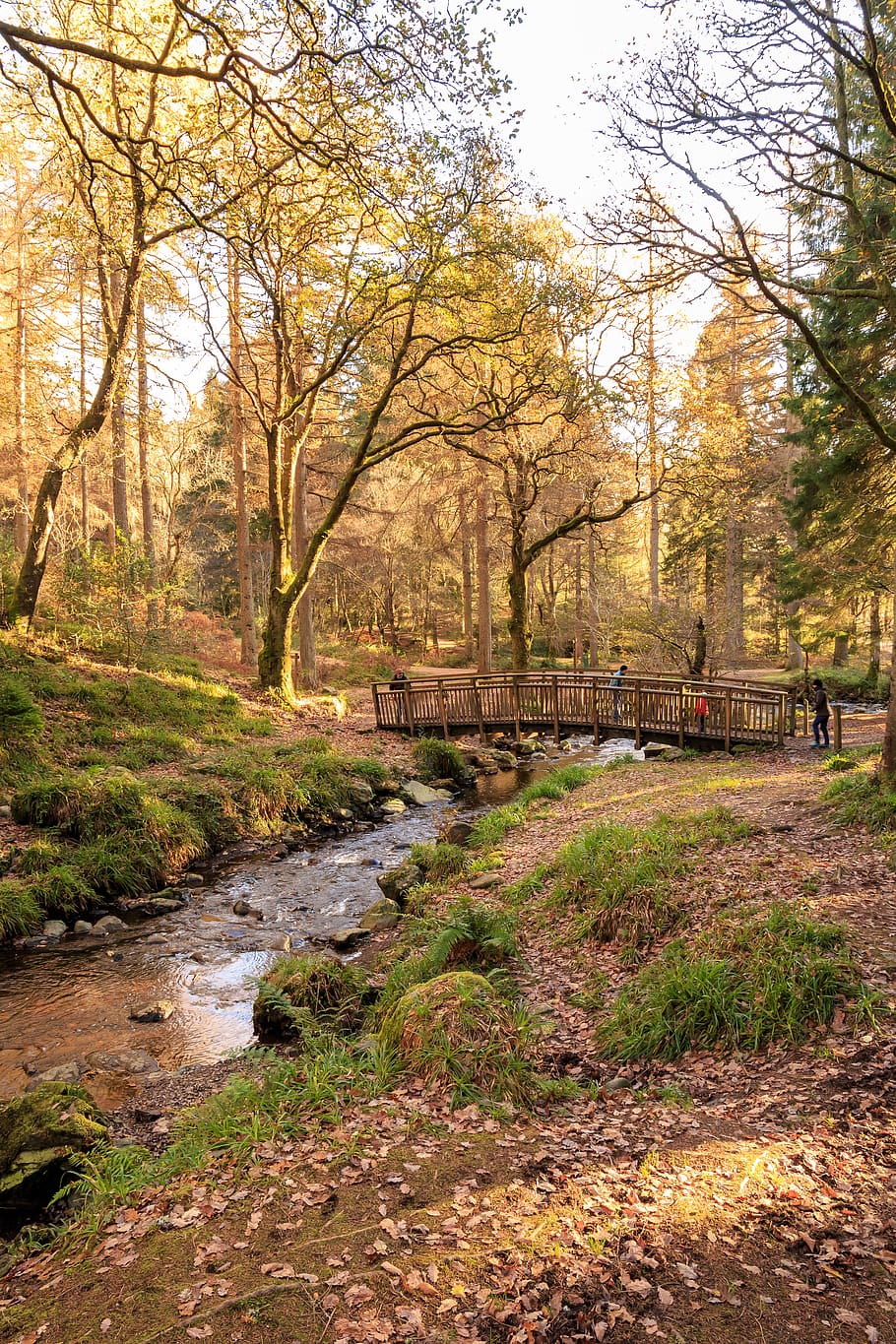 aberfoyle, united kingdom, the lodge - forest visitor centre queen elizabeth forest park, HD wallpaper