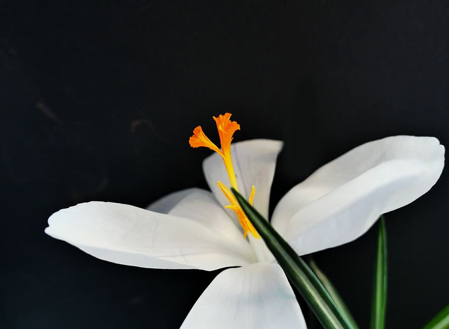 crocus, flower, flowers temple, spring, nature, plant, spring flower HD wallpaper