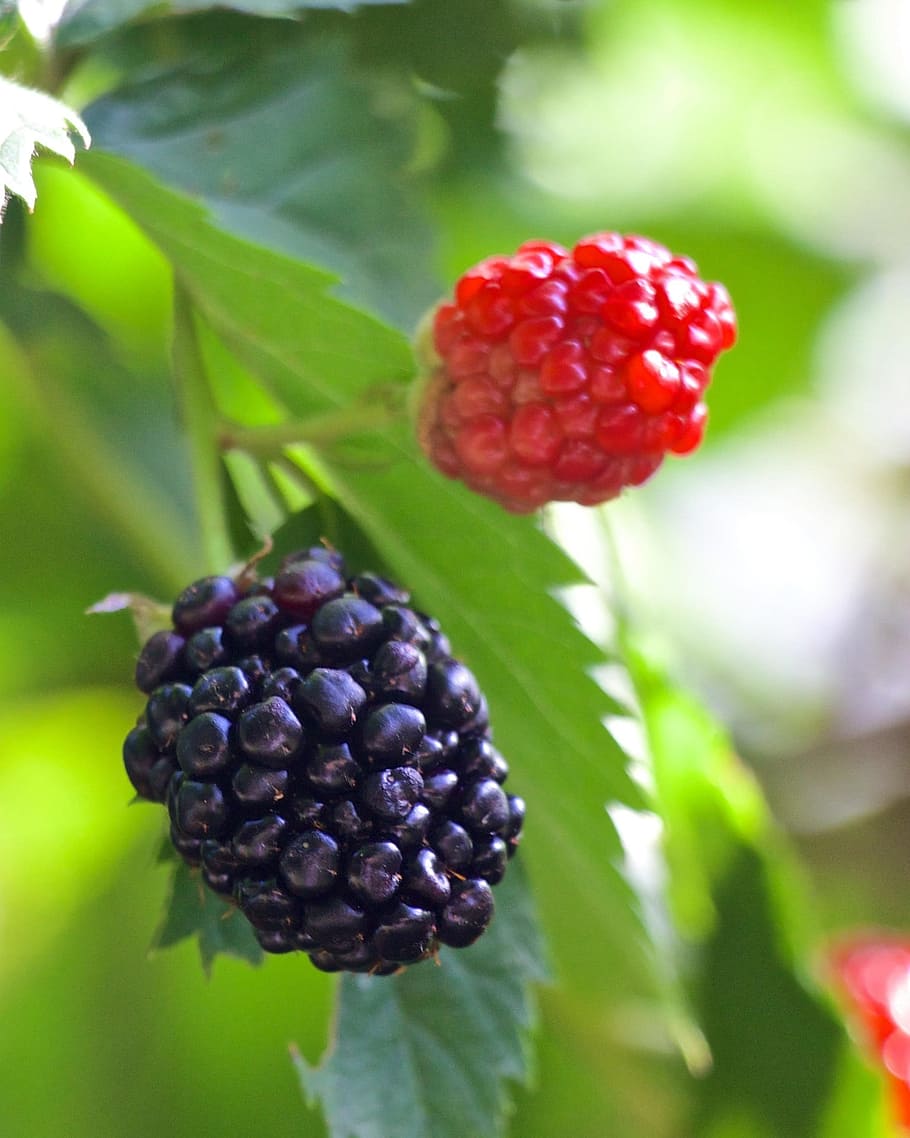 blackberries, fruit, fresh, nature, food, ripe, healthy eating HD wallpaper