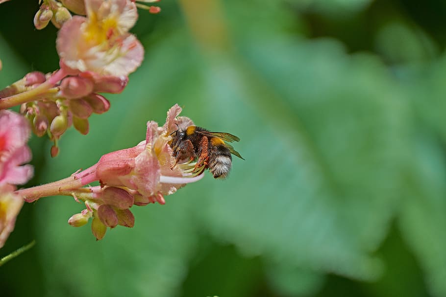 bumblebee, flower, spring, pollen, insects, animals in the wild HD wallpaper