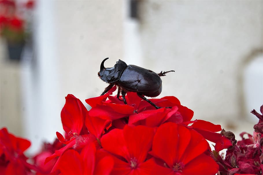 scarab, rhinoceros, flower, flowers, nature, plants, spring, HD wallpaper