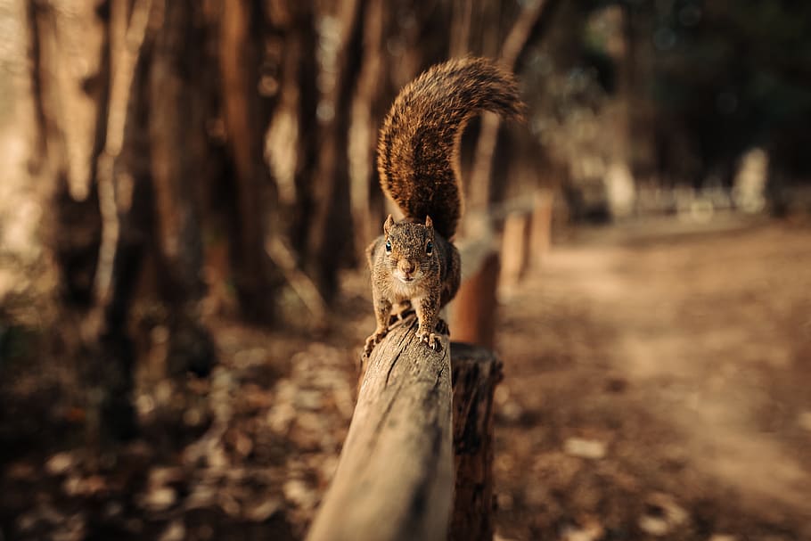 Squirrel On Wood, fence, macro, park, rodent, wildlife, tree HD wallpaper