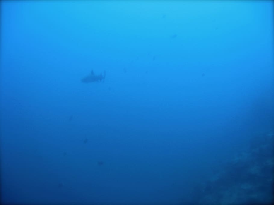 shark, diving, malaysia, south china sea, water, blue, swimming, HD wallpaper