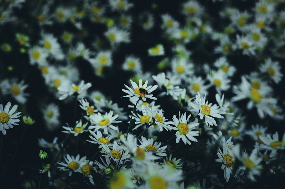 flower, bee, yellow, white, green, flowering plant, freshness HD wallpaper