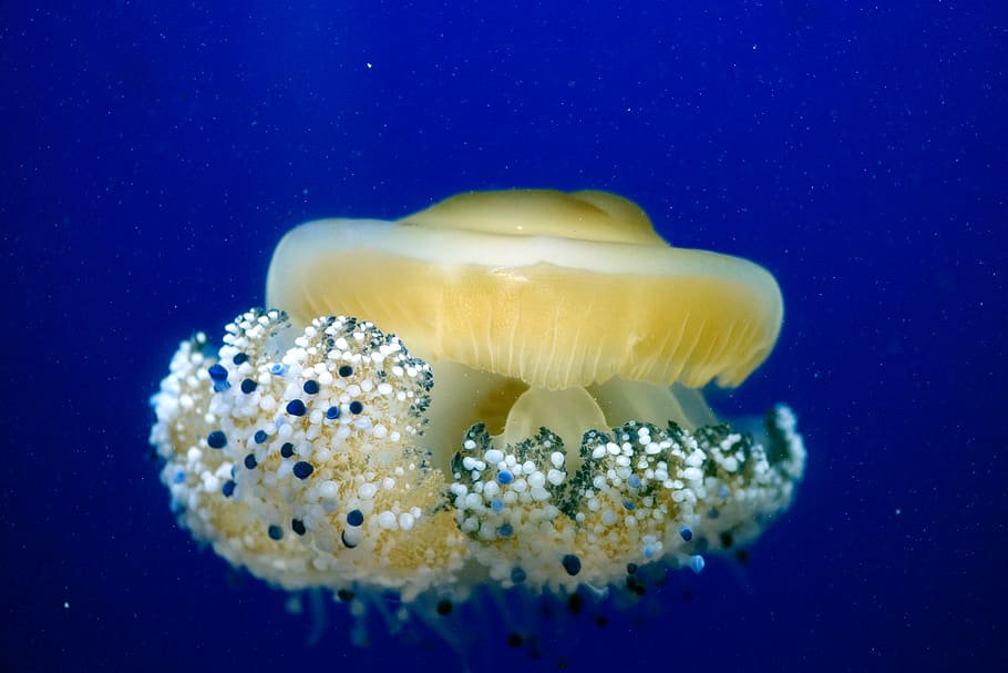 sea creature illustration, underwater, jellyfish, marine, animal HD wallpaper