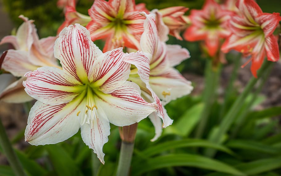 lilly, easter, flowers, nature, flora, garden, summer, plant HD wallpaper