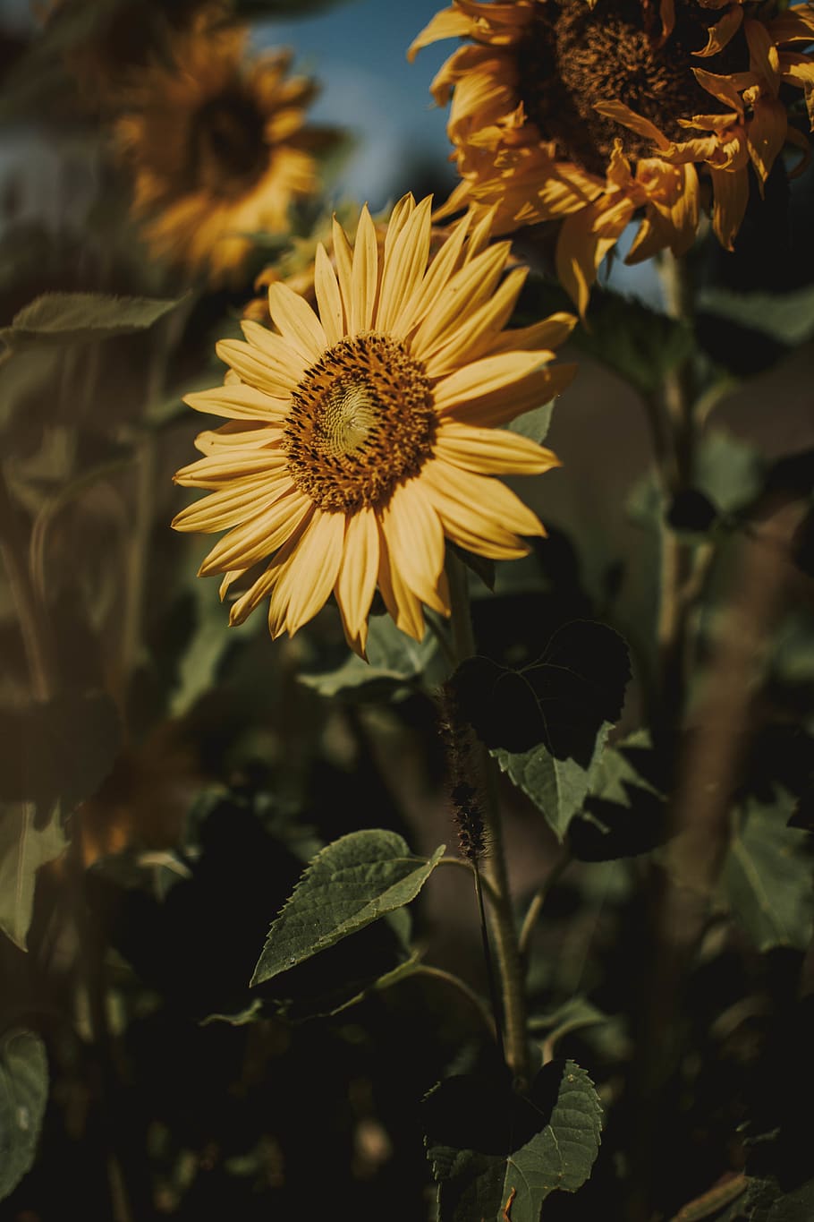 Bed of Sunflower, bloom, blooming, blossom, blurred background HD wallpaper
