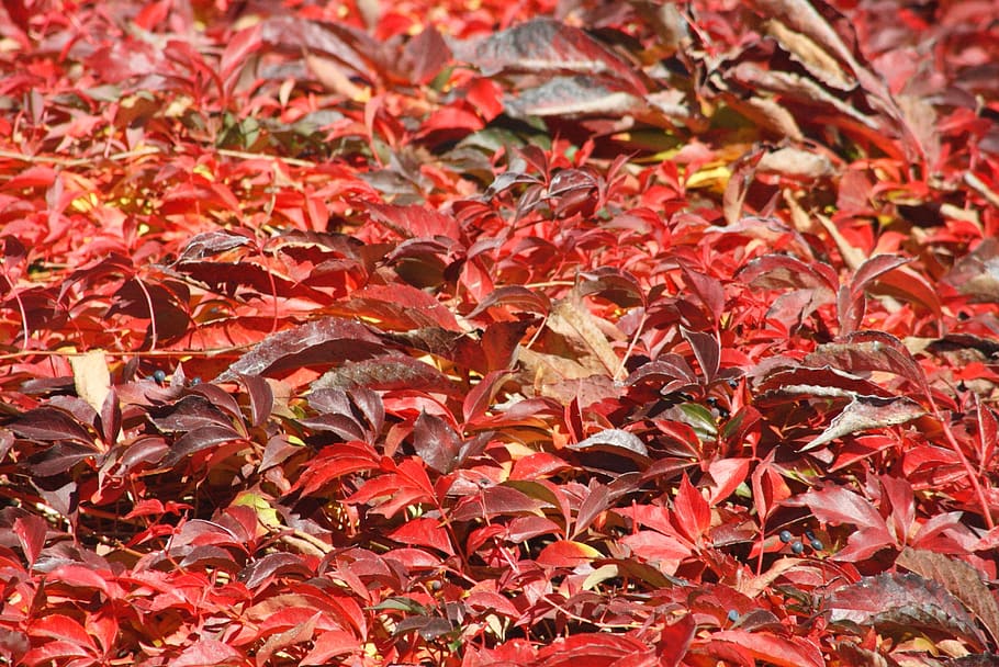 red, leaves, autumn, leaf, nature, fall foliage, fall color HD wallpaper