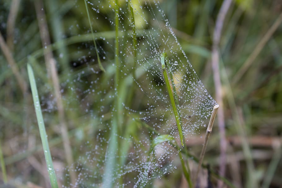 spider web, dew, closeup, macro, nature, grass, droplet, windshield HD wallpaper