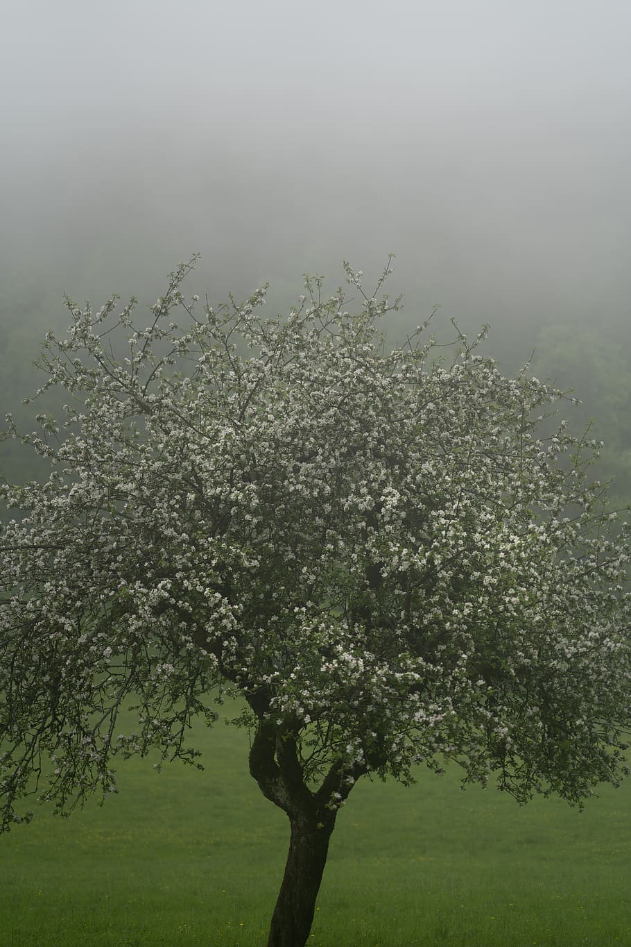 tree, appletree, spring, blossom, white, rain, fog, landscape HD wallpaper