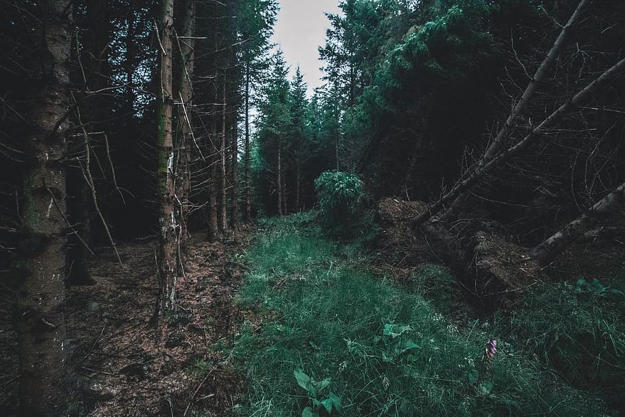 green grass between trees during daytime, plant, abies, fir, conifer HD wallpaper